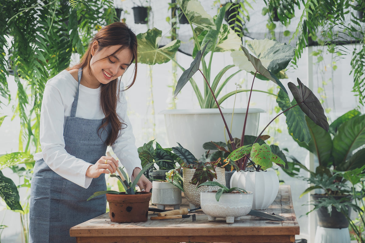 10 cuidados básicos para tus plantas (si eres principiante)